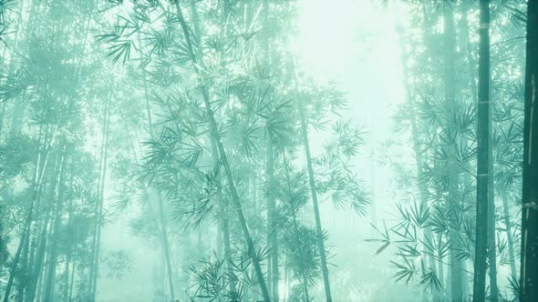 Bamboo Trunks and Sunlight Shines Through the Walls of the Plant and Fog