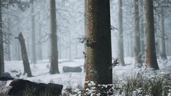 Winter Pine Forest with Fog in the Background