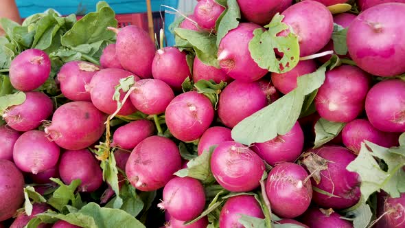 Bunch of radishes. Freshly harvested, purple colorful radish.