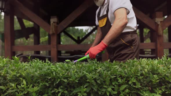 Elder Man with Grey Beard Cutting Bushes Near Wooden Gazebo