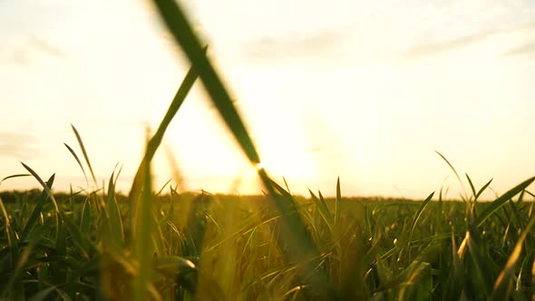 The Camera Moves Between the Grass Stems A Light Breeze Sways the Grass Feathers in the Sun