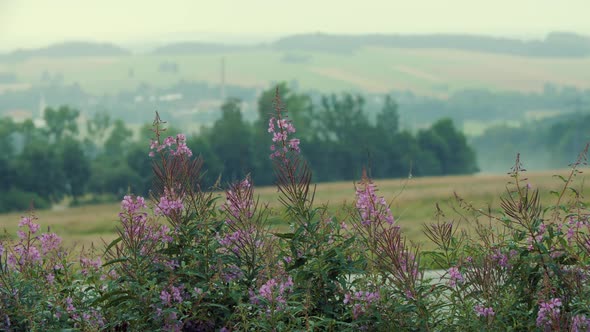 Flowers By The Road 1