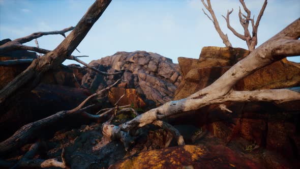 Dry Dead Tree Branches and Mountain Ridge