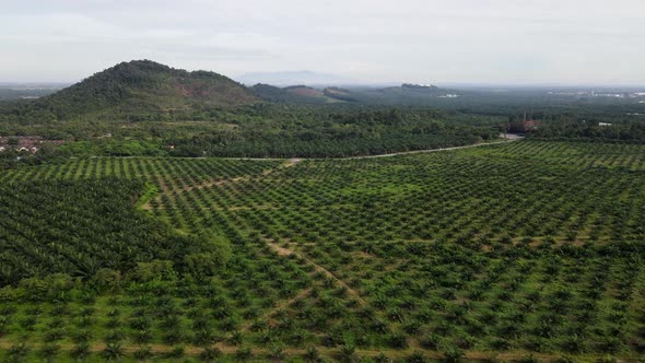 Move at the new planted oil palm