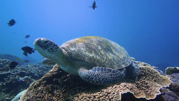 A big green turtle are sitting on top of a sea mount and resting