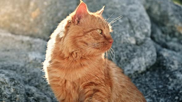 Ginger cat staying on the rocks in Greece. Slow motion