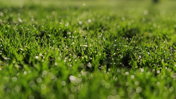 Green Grass with Dew Drops