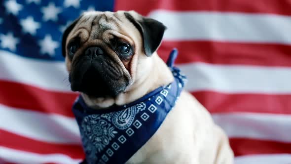 The Young Pug with American Flag