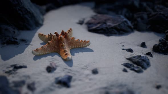 Starfish on Sandy Beach at Sunset