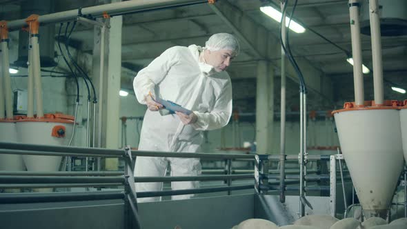 Male Inspector Is Checking on the Piglets. Pig Farmer Checking Pigs at Farm.