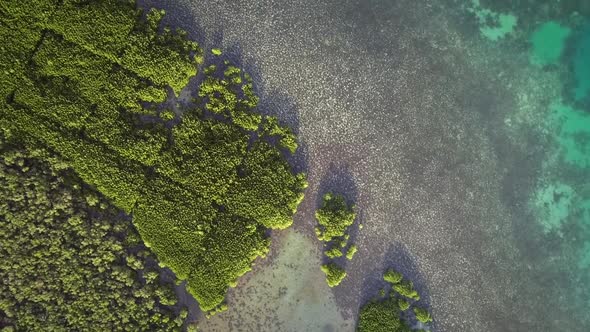 Aerial abstract view of mangroves by the coast in Taloto district, Philippines.