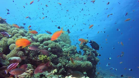 Colorful Corals and Fishes