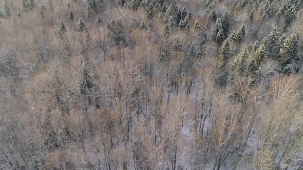 Winter Landscape with Forest