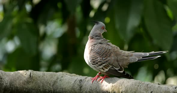 Pink neck green pigeon in the zoo park