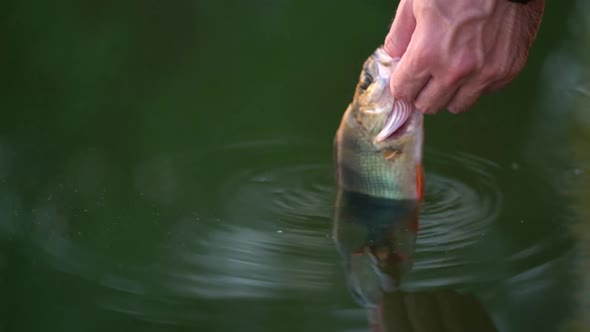 The Angler Released the Perch Into the Lake