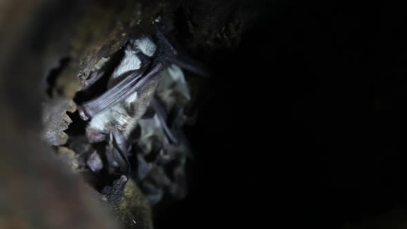 A group of bats in a cave