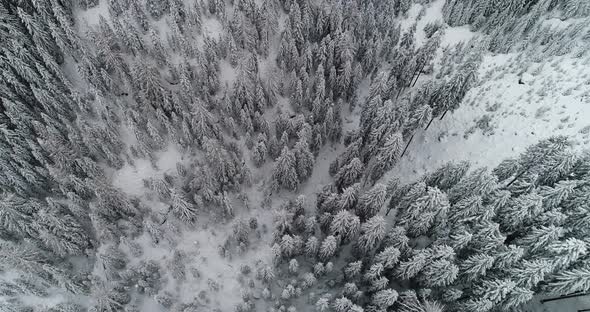 Frozen Forest in the Alps