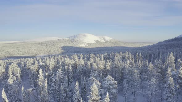 White snowy trees and blue sunny sky filmed above trees in Lapland