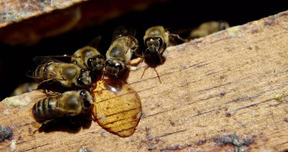 Close-up of honey bees feeding on honey