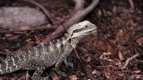 Australian Eastern Water Dragon eats a worm then looks at camera