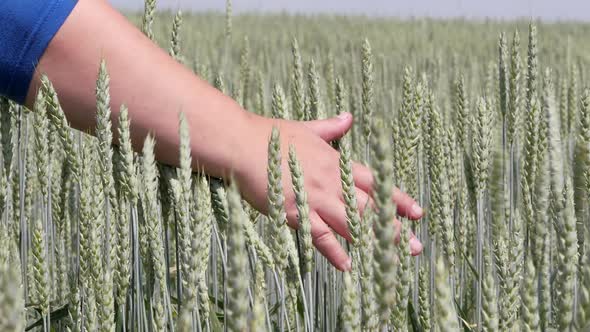 Field. Woman's hand stroking the ears of grain crops.