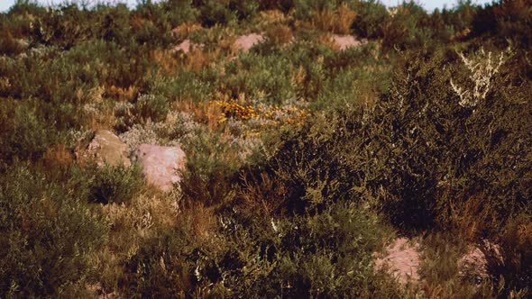 Beach Dunes with Long Grass alt