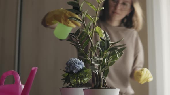 Transplanting and Spraying a Home Flower