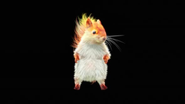 73 White Squirrel Dancing HD