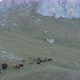 Aerial Shot of a Herd of Cows Grazing in the Mountains - VideoHive Item for Sale