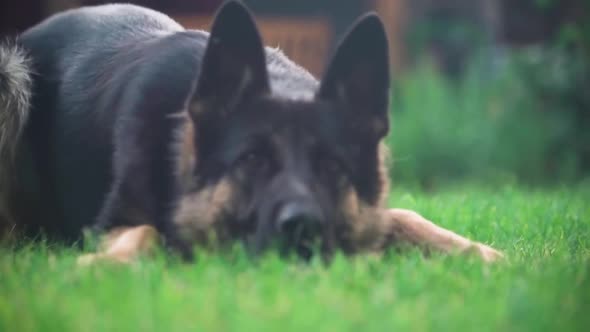 A playful dog reacts to the camera following it and tries to trick it with funny quick movements