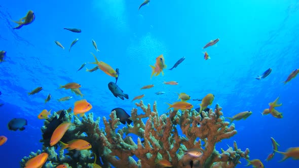 Underwater Tropical  Reef View