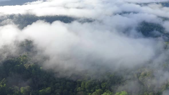 Aerial view over a tropical forest coverd in patches of fog