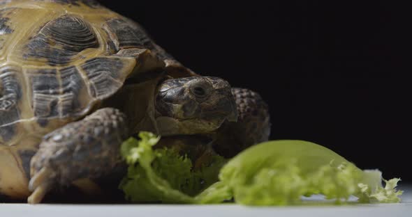 Exotic Central Asian Tortoise is Looking at a Salad Leaf Wildlife
