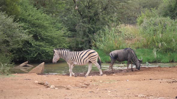 Pan from a zebra passing by a waterpool 
