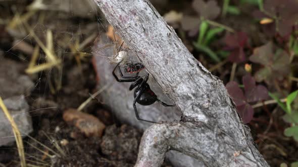 Black Widow Spider crawling up stick to it prey wrapped in web