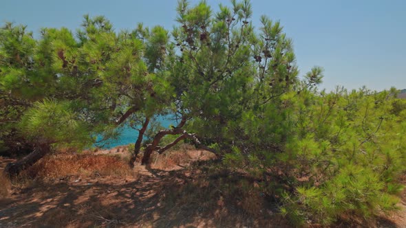 Beautiful view of blue sea water through green dwarf mountain pines on on rocky coast. Greece.