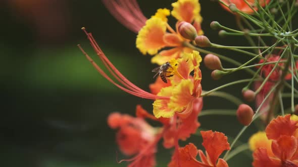 Little honey bee hovering around after feeding and pollinating a bright red and yellow flower slow m