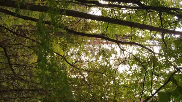 Vertical Video Aerial View of Trees in the Forest on an Autumn Day in Ukraine Slow Motion