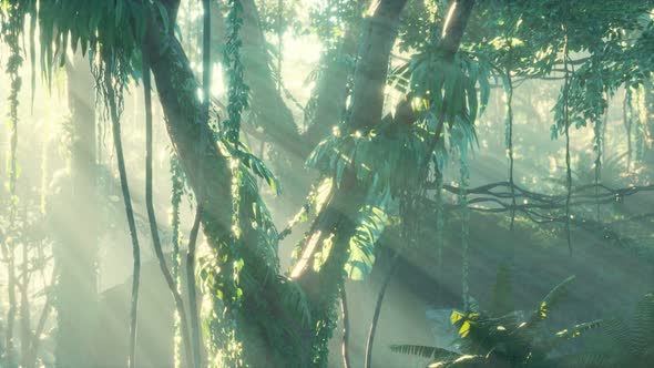 Deep Tropical Jungle Rainforest in Fog