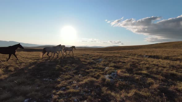 Aerial FPV Drone Shot of a Chasing and Flying Close Around Herd of Wild Horses Running on a Field at