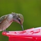 Hummingbird drinking from bird feeder in slow motion - VideoHive Item for Sale