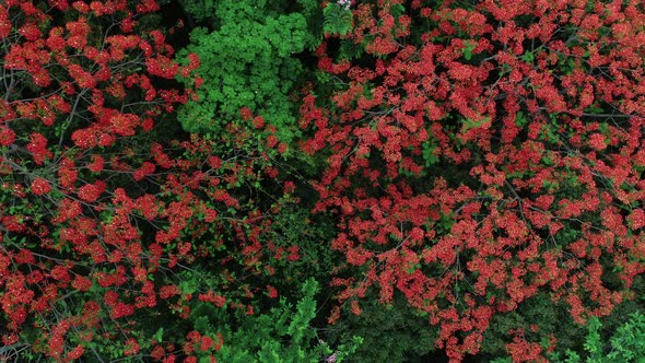 Beautiful red royal poinciana or flamboyant flower (Delonix regia) in summer