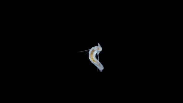 Late-stage worm larva Nektoheta under a microscope, family Spionidae