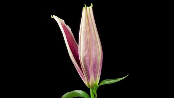Time Lapse Lily Flower Opening
