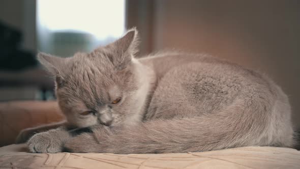 Thoroughbred Gray Domestic Cat Washes and Licks on a High Chair in the Apartment