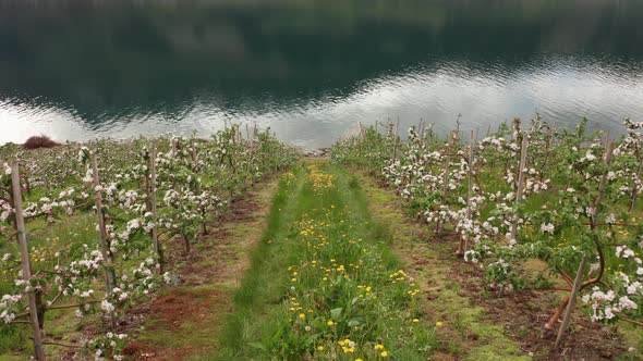 Rows of blooming apple trees passing on both sides of camera with sørfjorden Hardangerfjord in backg