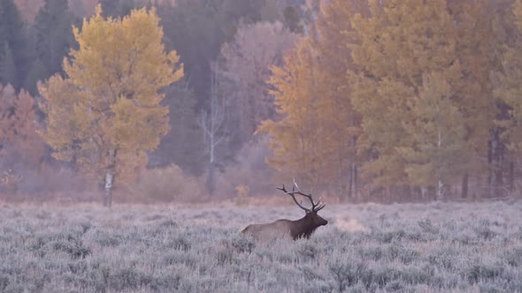 Bull Elk bugling in field with breath from the cold air