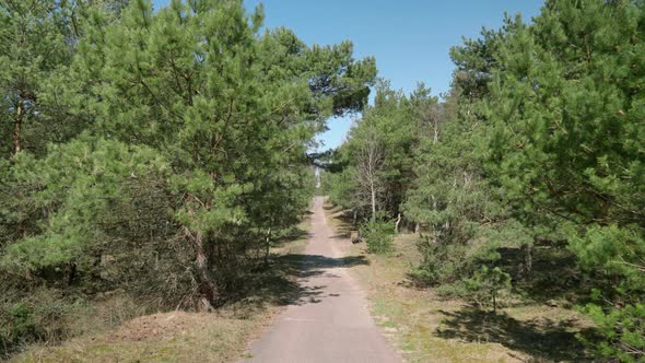 Asphalt Pedestrian Road Leading into The Smiltyne Forest