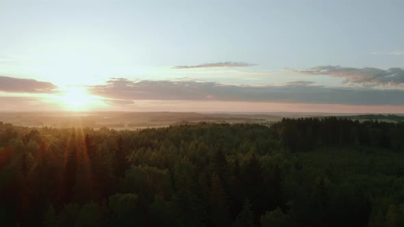 Aerial View Warm Summer Morning in Forest