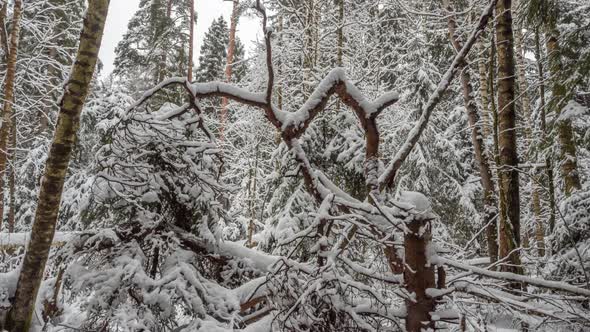 Curved trees covered with snow on a winter day in cloudy weather.